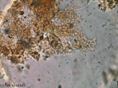 phyto/Brazilian_Amazon_coast/Amazomix_station_6/AMAZOMIX September 2021/Pyrocystis lunula (Am_St6_R2_INF_cf_dissodinium_pyrocystis240726_001)(copy)_thumb.jpg